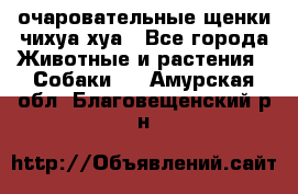 очаровательные щенки чихуа-хуа - Все города Животные и растения » Собаки   . Амурская обл.,Благовещенский р-н